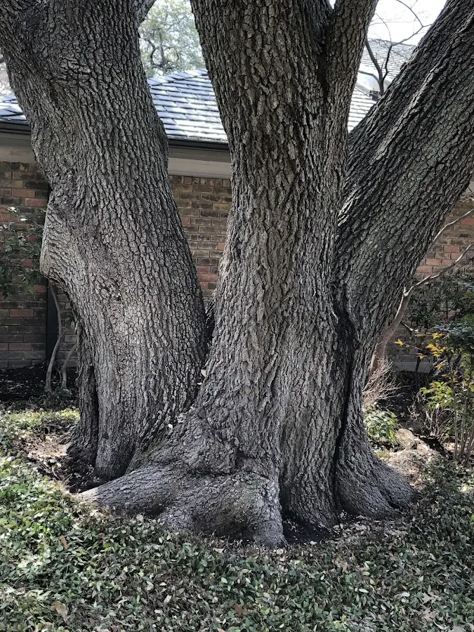 Mature heritage tree close to a Aultman property cared for by certified arborists
